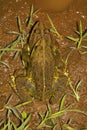 JerdonÃ¢â¬â¢s Bull Frog, Hoplobatrachus crassus. Kolhapur, Maharashtra, India Royalty Free Stock Photo